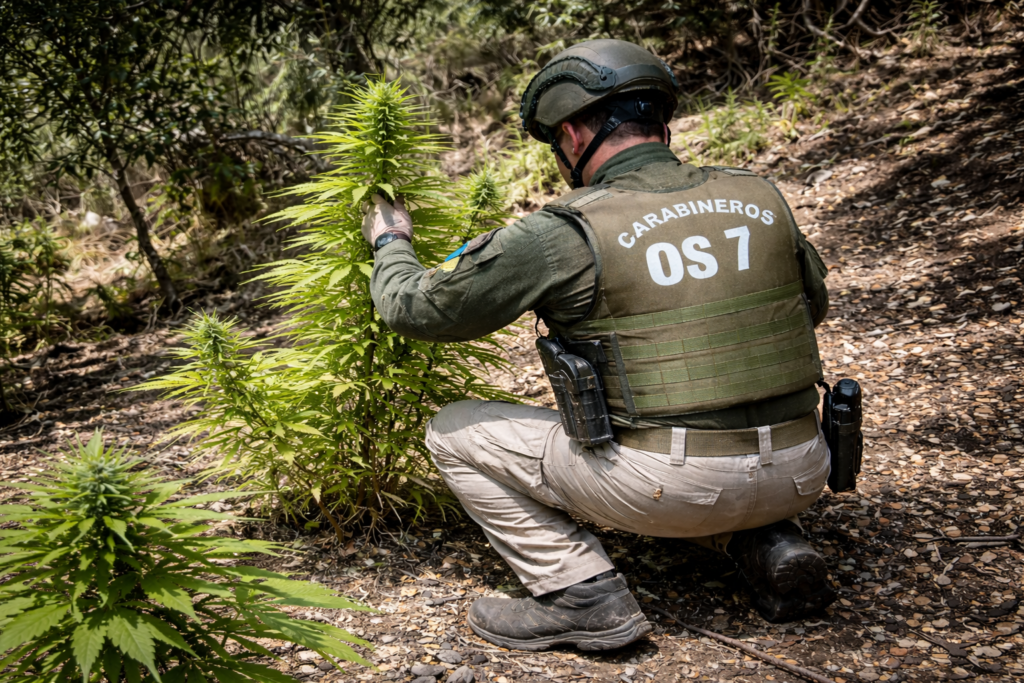 Golpe al narcotráfico en La Ligua: incautan más de mil plantas en operativo en Los Molles