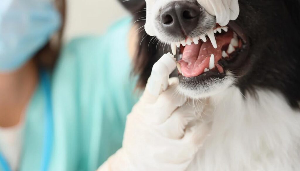 Más de 800 mascotas atendidas en operativos veterinarios gratuitos en Hijuelas