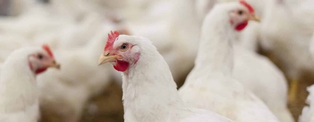 SAG detecta primer contagio de gripe aviar en aves domésticas en Nogales