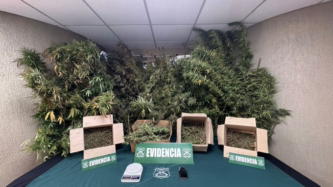 Viña del Mar: operativos policiales dejan detenidos, droga incautada y un arma decomisada