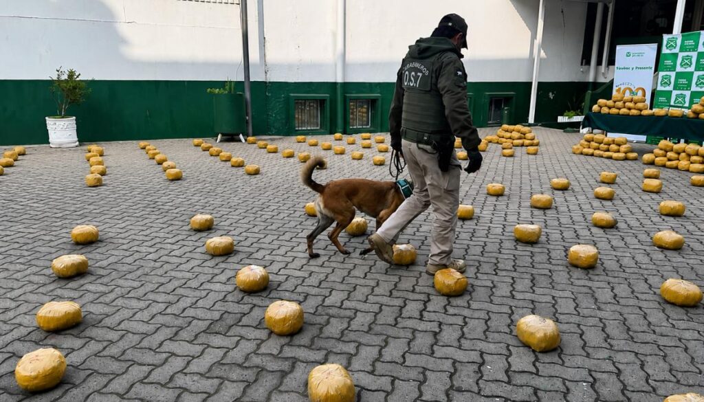Incautan más de 384 kilos de marihuana en Hijuelas tras operativo antidrogas