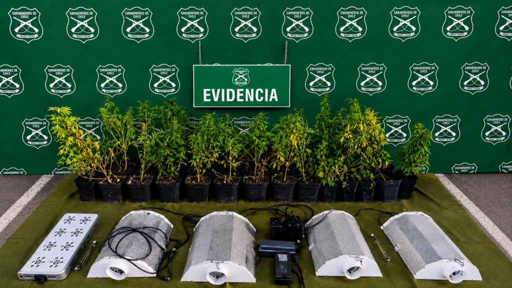 Incautan 64 plantas de cannabis en Limache; detenido registraba orden por microtráfico
