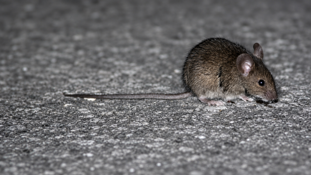Aumento de la letalidad del hantavirus lleva al Gobierno a decretar alerta sanitaria en 13 regiones