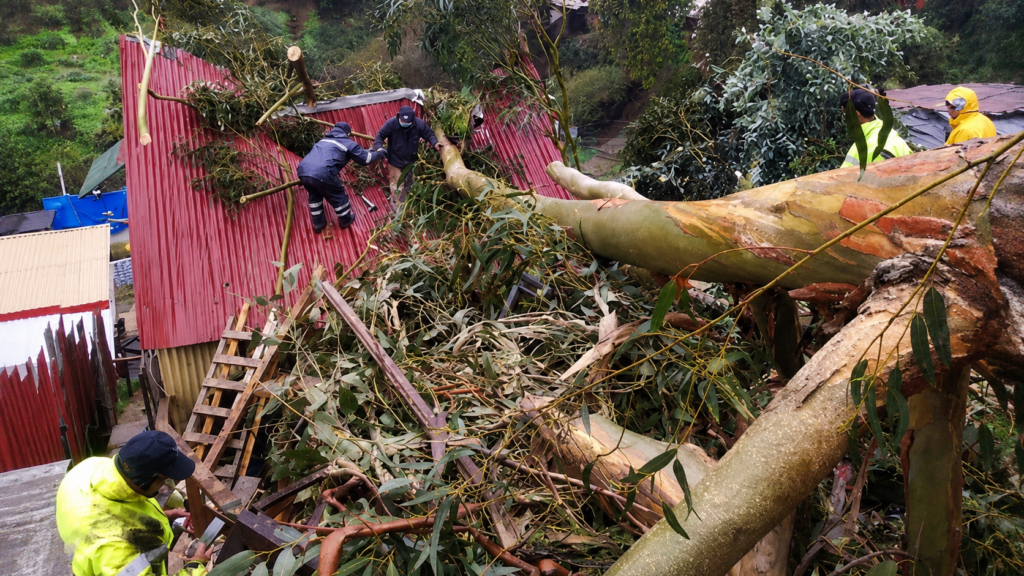 Árbol de gran tamaño cae sobre una vivienda en el cerro Barón de Valparaíso