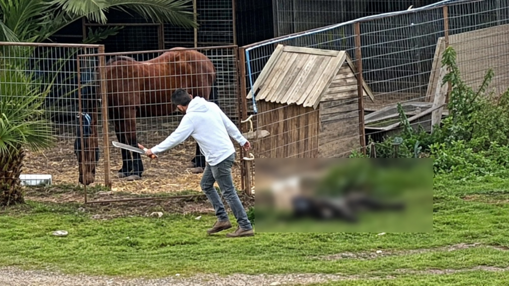 Médico es condenado a 21 días de prisión por maltrato animal en La Ligua