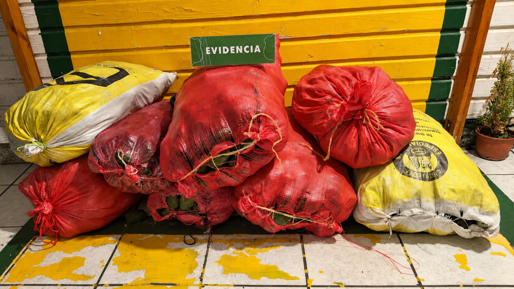 Cuatro detenidos tras robo de paltas en predio de La Cruz