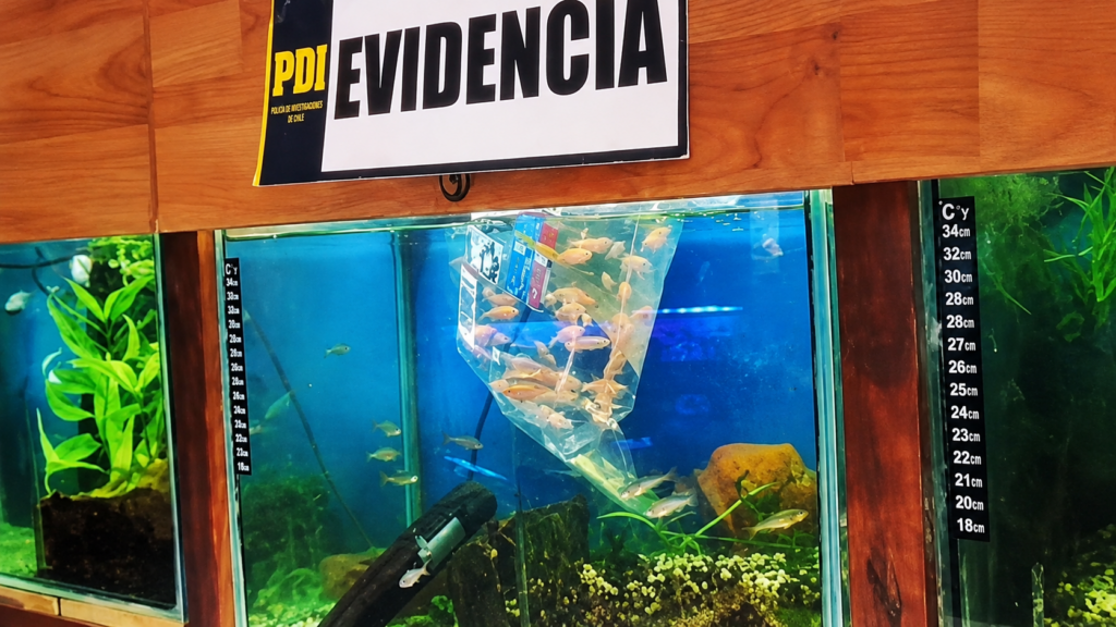 Detienen a dueño de tienda de mascotas por venta ilegal de peces en Quilpué