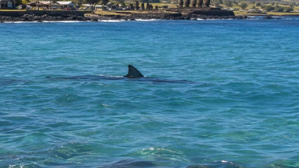 Avistan tiburón en bahía de Hanga Roa y autoridades llaman a evitar ingreso al mar en Rapa Nui